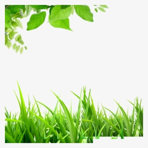 Leaves Grass Green Hd Beautiful Background - Background Cây Cỏ #3669850