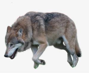 Wolf Png #3669996 Wolf Png #3669996