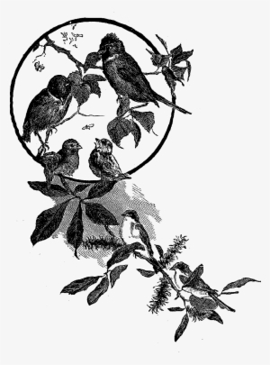 Birds Flowers Frame Image - Flowers And Bird Illustration #3671118
