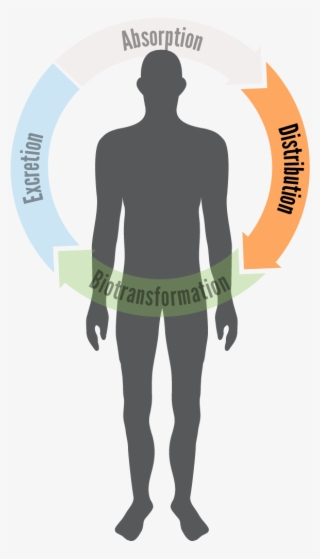 Illustration Of A Human Body With A Semi-circle Over - Excretion #3671632
