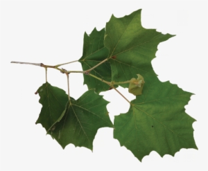 Sycamore Tree Leaves On Branch #3671858