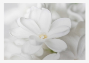 Floral Wallpaper, White Lilac Flower Background Poster - Frangipani #3674417