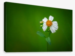White Flower On Green Background Canvas Print - Canvas Print #3674547