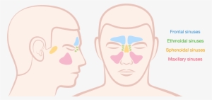 Spaces That Contain Air, And Produce Mucous To Cleanse - Sinus #3675430