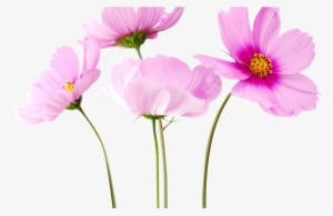 Bouquet Flowers Png 20 Stickers Png - Active Plus Youth Cream #3675639