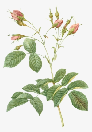 Clip Library Stock Pin By On Pinterest - Circle Of Flowers Border #3676560