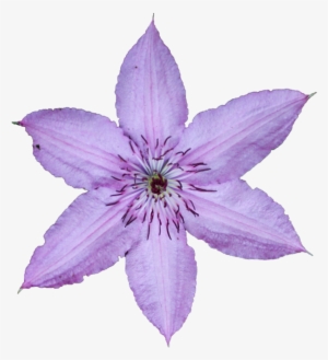 Lily Family #3676618