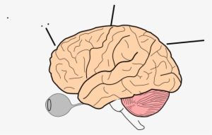 Printable Coloring Page Of The Brain #3677363