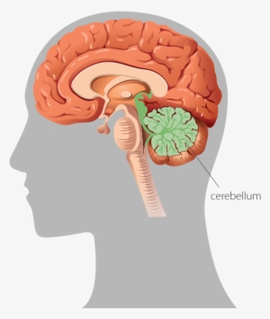 A Graphic Representation Of The Human Brain In Profile - Brain Sense Of Balance #3677569
