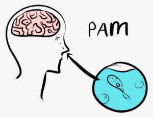 *how The Naegleria Fowleri Enters The Human Brain - Primary Amoebic Meningoencephalitis Pathogenesis #3677691 *how The Naegleria Fowleri Enters The Human Brain - Primary Amoebic Meningoencephalitis Pathogenesis #3677691