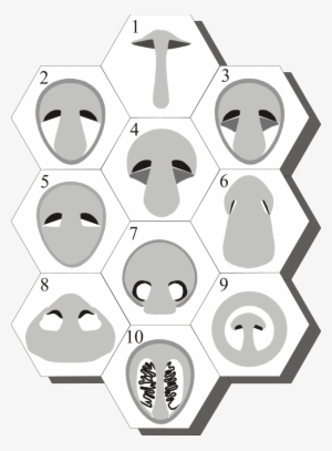 A Montage Of Diagrammatic Sections Illustrating The - Tissue #3679135