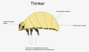 Thinker - Bee #3680163