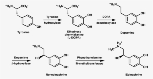 L Tyrosine And Adderall - Dopamine And Tyrosine #3680280
