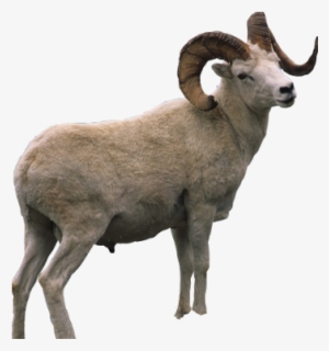 Ram Sheep Mountain Horns Overlay - Burro Png #3682345