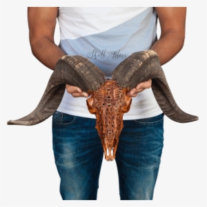 Carved Ram Skull - Skull #3682396