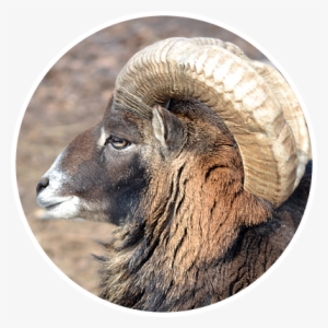 Bighorn #3682662
