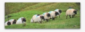 The Blackface Mountain Sheep Are Believed To Have Descended - Blackface Sheep Ireland #3682704