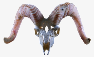 Dall Sheep Duality - Lesothosaurus #3682816