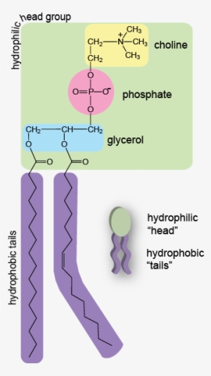 Www - Shmoop - Com - Main Component Of A Plasma Membrane #3682995