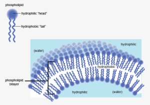 Www - Shmoop - Com - Hydrophilic Part Of Cell Membrane #3683195