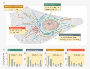 Lipid Synthesis And Steady-state Composition Of Cell - Biological Membrane #3683218