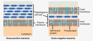 Media/image7 - Gram Positive And Gram Negative Membrane #3683284