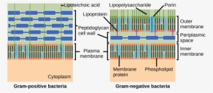 The Left Illustration Shows The Cell Wall Of Gram-positive - Gram Negative And Gram Positive Bacteria Cell Wall #3683361
