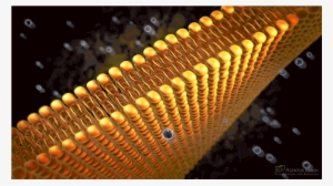 Phospholipid Bilayer 3d Visualization - Stairs #3683405