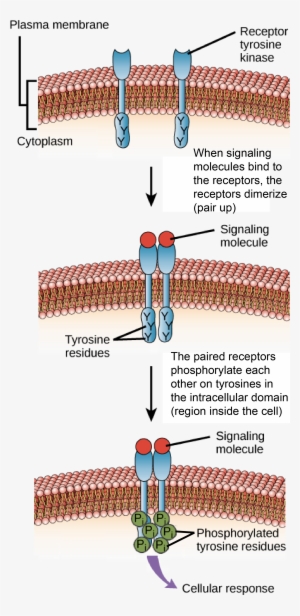 Receptor Domains #3683455