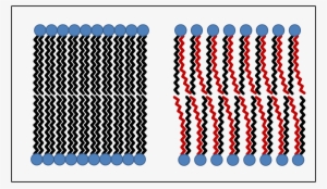 The Diagram Below Shows How The Phospholipids Group - Trans Fatty Acid Membrane #3683484