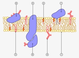 Cell Membrane Scheme - Cell Membrane #3683622