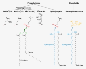 Membrane Lipids #3683647