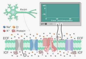 An Image Showing Different Types Of Channels In The - Na+/k+-atpase #3683674