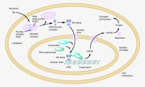 An Intracellular Nuclear Receptor Is Located In The - Heat Shock Protein Steroid Receptor #3683692