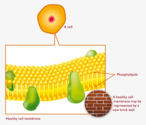 The Cell Membrane Is Made Up Of Two Layers Of Phospholipids - Phospholipids Liver #3683712