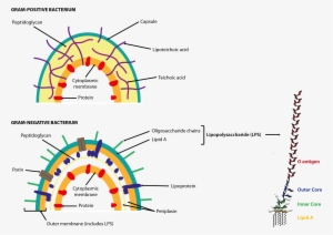 Cell Walls Of Gram Positive And Gram Negative Bacteria - Lipopolysaccharide Structure #3683745