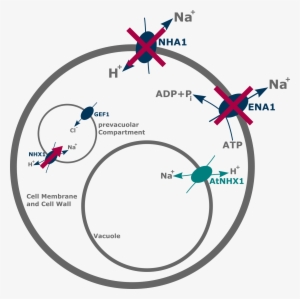 The Arabidopsis Thaliana Proton Sodium Antiporter Is - Mercedes Symbol #3683764