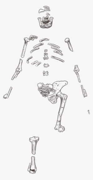 Lucy Skeleton - Lucy Skeleton Drawing #3684347