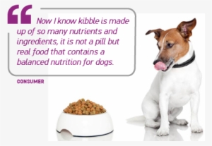 During The Live Stream Show, 25 Influential Key Opinion - Drinkers And Feeders - Food And Water Dispenser #3687260