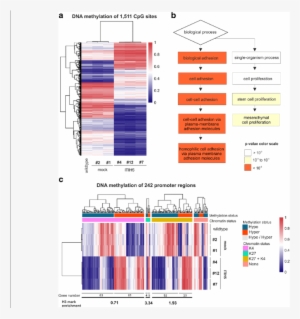Epigenomic Reprogramming Of Genes Involved In Cell - Common Fig #3691215