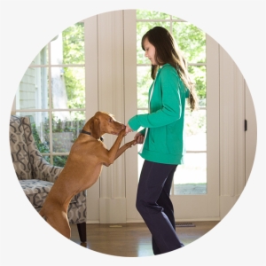 Luma Suveillance - Companion Dog #3692050