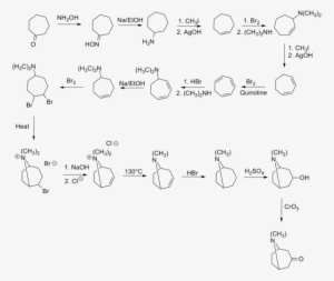 Willstatter Tropinone Synthesis - Tropinone Synthesis #3692519