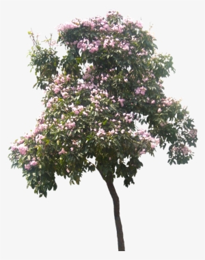 Pin De Coni Zentella En Arboles - Architecture #3694072