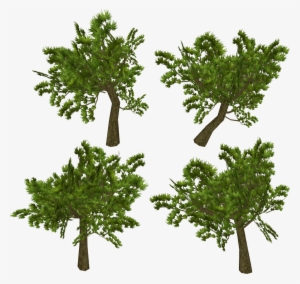 Http - //farm8 - Staticflickr - Com/7373/1260 60c4 - Arbusto De Hojas Finas De Darwin Galapagos #3694558