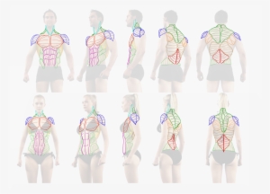 Muscleoverlay1 - Pulpman #3694863