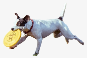 A Cutout Photo Of The Happiest Dog On Early Playing - Sitting Entourage #3695129