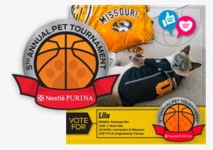 Captiva's Partnership Offered A Fresh Perspective To - Domestic Short-haired Cat #3695281