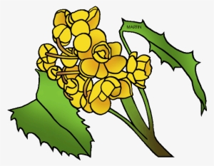 Oregon Clipart Flower - Oregon State Flower Drawing #3696092