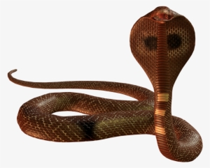 Snake Png Image - Snake Png #370394
