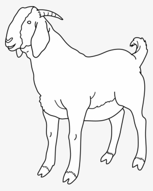 Cute Art Images Black And White Wallpaper - He Goat Clipart Black And White #371037